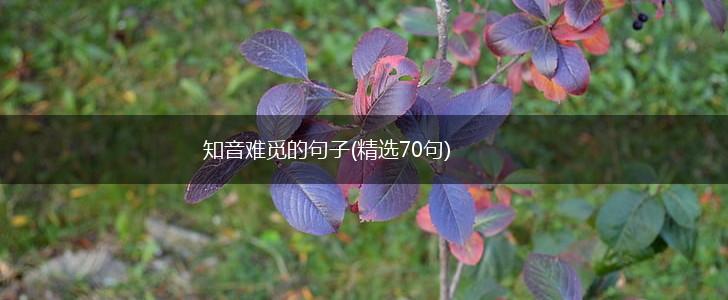 知音难觅的句子(精选70句),第1张