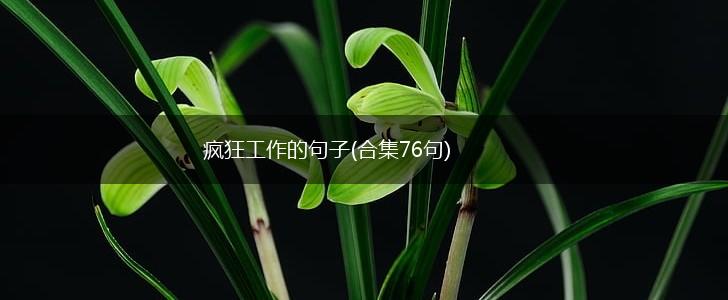 疯狂工作的句子(合集76句),第1张