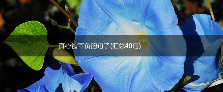 真心被辜负的句子(汇总40句),第1张