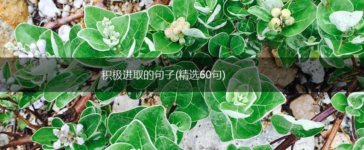 积极进取的句子(精选60句),第1张