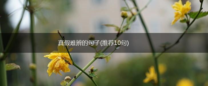 真假难辨的句子(推荐10句),第1张