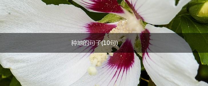种地的句子(10句),第1张