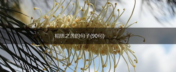 相思之苦的句子(90句),第1张