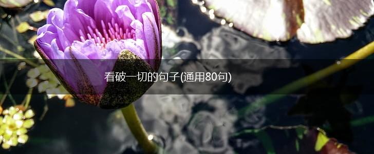 看破一切的句子(通用80句),第1张 看破一切的句子(通用80句),第1张