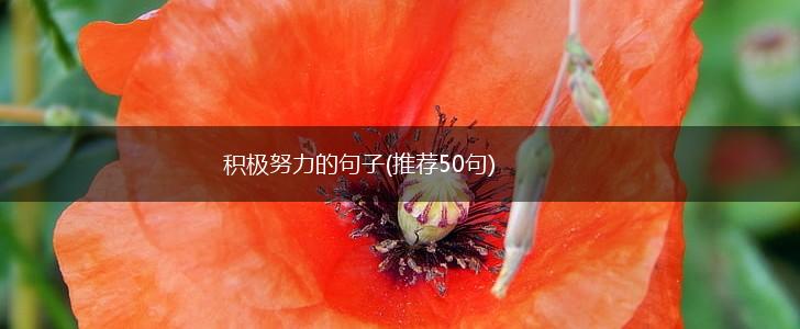 积极努力的句子(推荐50句),第1张