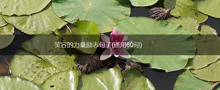 笑容的力量励志句子(通用60句),第1张