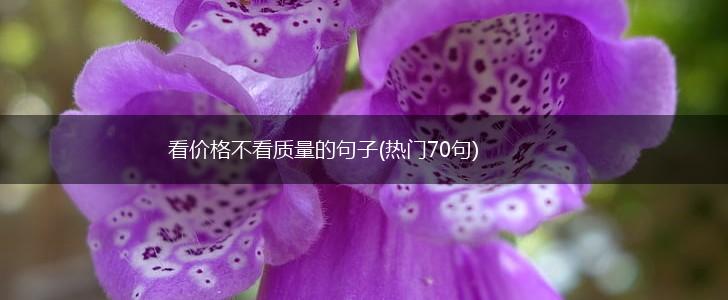 看价格不看质量的句子(热门70句),第1张