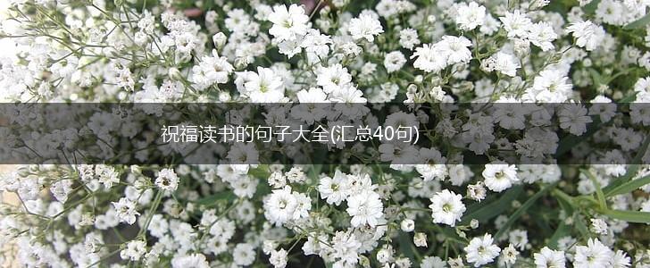 祝福读书的句子大全(汇总40句),第1张
