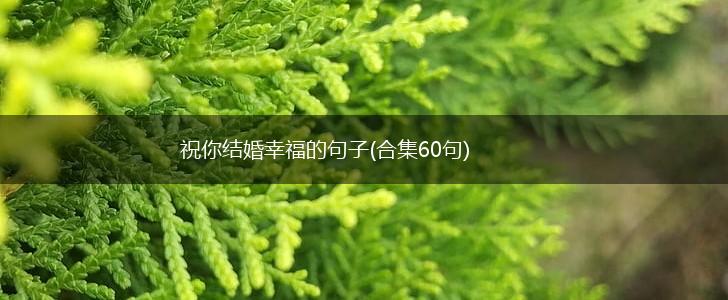 祝你结婚幸福的句子(合集60句),第1张 祝你结婚幸福的句子(合集60句),第1张