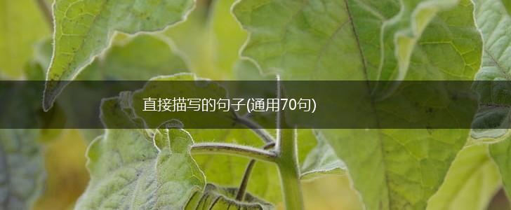 直接描写的句子(通用70句),第1张