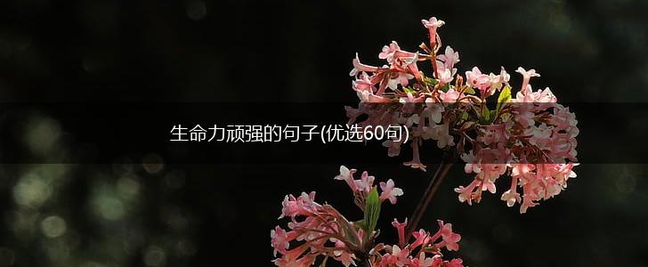 生命力顽强的句子(优选60句),第1张