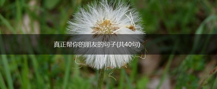 真正帮你的朋友的句子(共40句),第1张