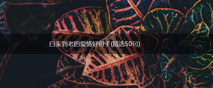 白头到老的爱情好句子(精选50句),第1张