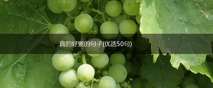 真的好累的句子(优选50句),第1张