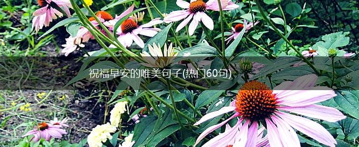 祝福早安的唯美句子(热门60句),第1张