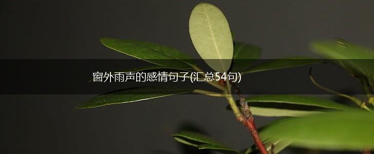 窗外雨声的感情句子(汇总54句),第1张