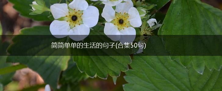 简简单单的生活的句子(合集50句),第1张