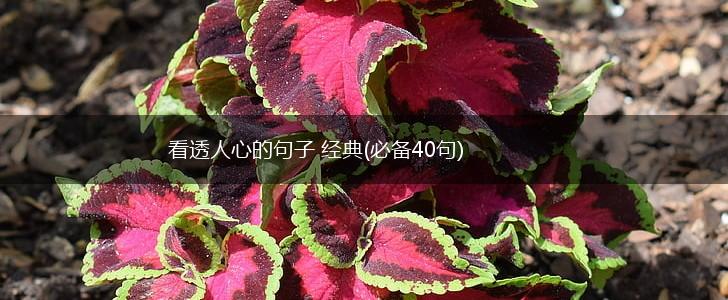 看透人心的句子 经典(必备40句),第1张