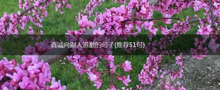 真诚向别人道歉的句子(推荐51句),第1张