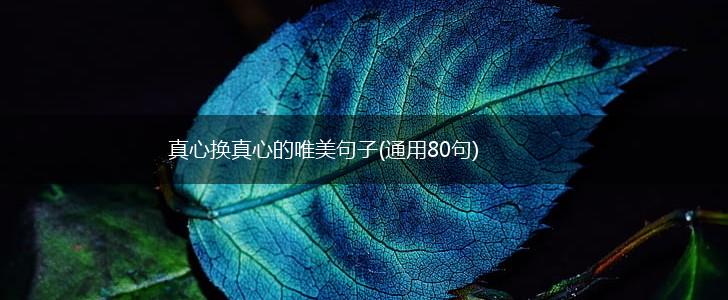 真心换真心的唯美句子(通用80句),第1张
