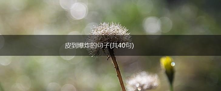皮到爆炸的句子(共40句),第1张
