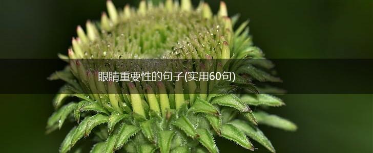 眼睛重要性的句子(实用60句),第1张