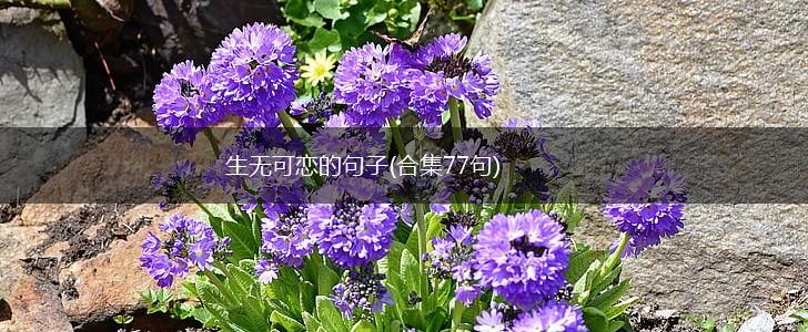 生无可恋的句子(合集77句),第1张