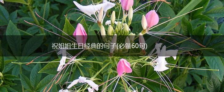 祝姐姐生日经典的句子(必备60句),第1张