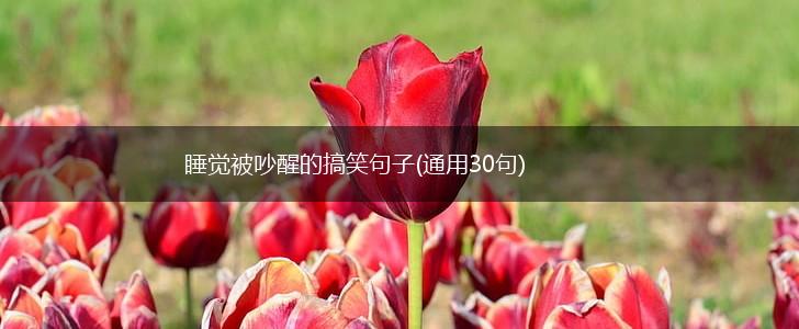 睡觉被吵醒的搞笑句子(通用30句),第1张