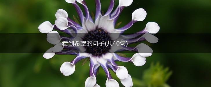 看到希望的句子(共40句),第1张