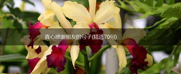 真心感谢朋友的句子(精选70句),第1张
