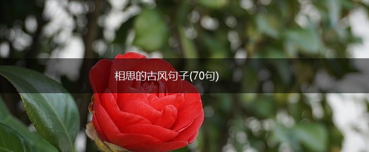 相思的古风句子(70句),第1张