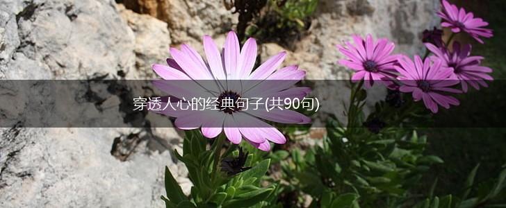 穿透人心的经典句子(共90句),第1张