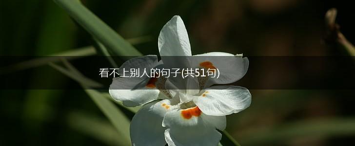看不上别人的句子(共51句),第1张