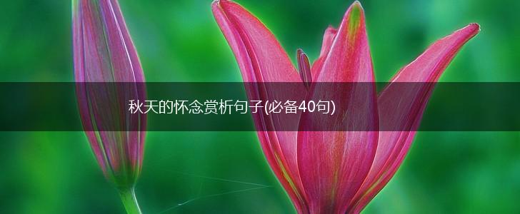 秋天的怀念赏析句子(必备40句),第1张