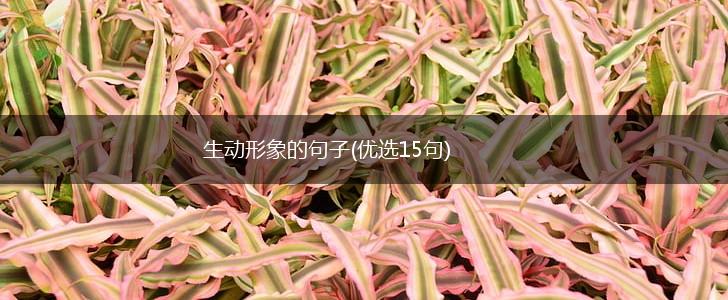 生动形象的句子(优选15句),第1张