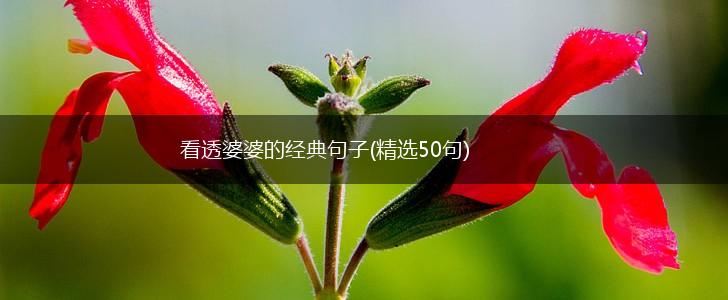 看透婆婆的经典句子(精选50句),第1张