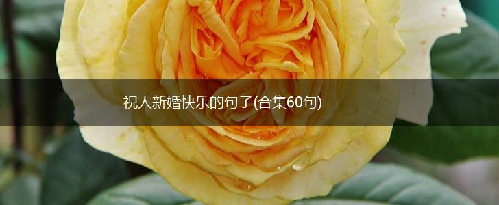 祝人新婚快乐的句子(合集60句),第1张