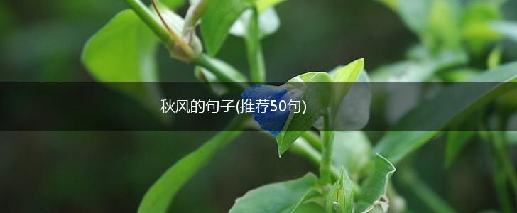 秋风的句子(推荐50句),第1张