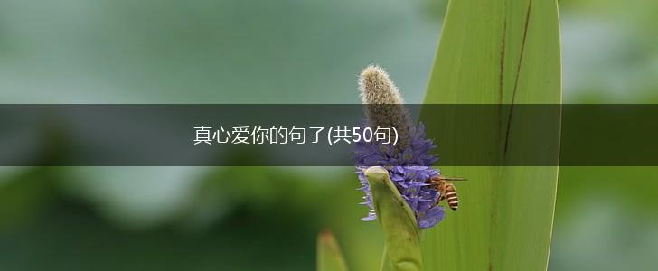 真心爱你的句子(共50句),第1张