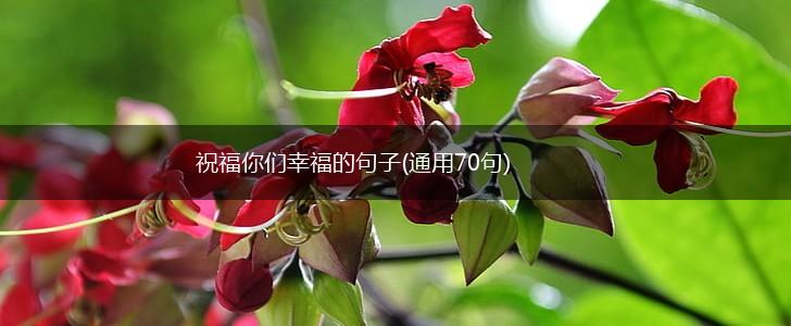 祝福你们幸福的句子(通用70句),第1张
