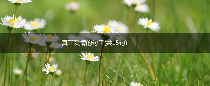 真正爱情的句子(共15句),第1张