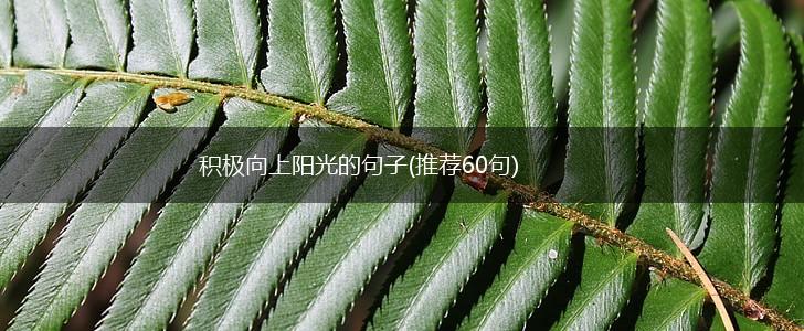 积极向上阳光的句子(推荐60句),第1张