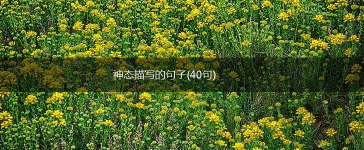 神态描写的句子(40句),第1张