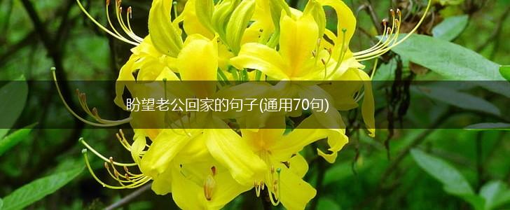 盼望老公回家的句子(通用70句),第1张