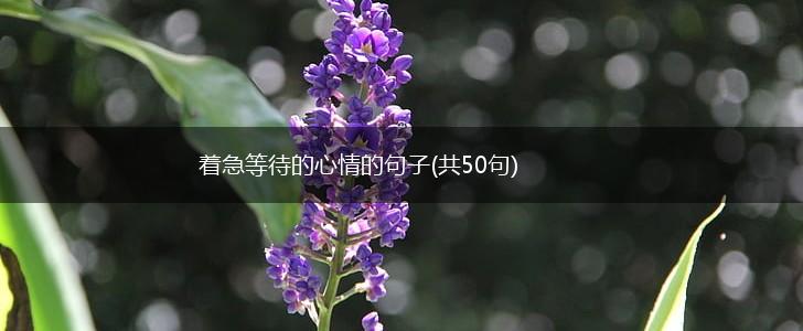 着急等待的心情的句子(共50句),第1张