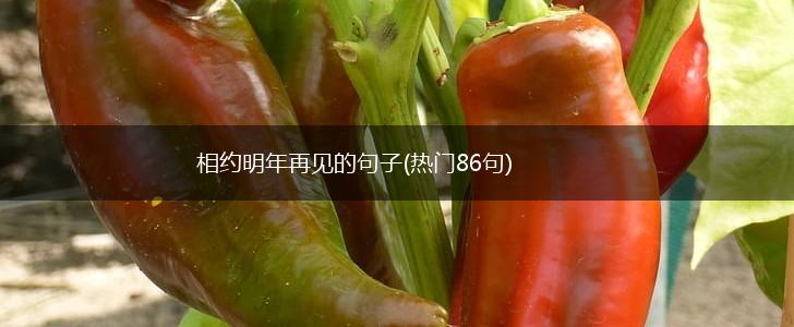 相约明年再见的句子(热门86句),第1张