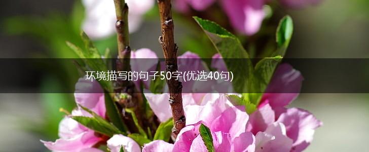 环境描写的句子50字(优选40句),第1张