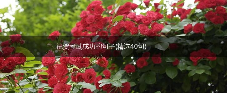 祝贺考试成功的句子(精选40句),第1张
