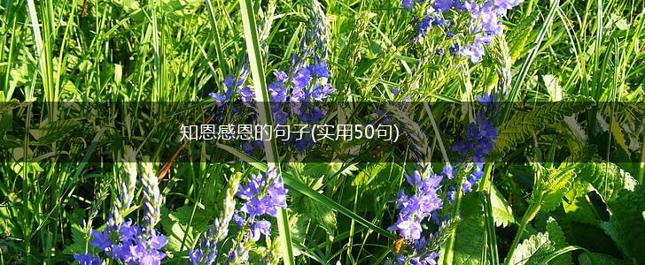 知恩感恩的句子(实用50句),第1张